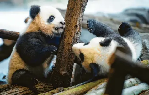  ?? Foto: Gregor Fischer, dpa ?? Flauschig, zuckersüß und verspielt: Die Panda-zwillinge Meng Xiang, auch Pit genannt (links), und Meng Yuan, oder auch Paule, vertreiben sich vergnügt ihre Zeit in ihrem Gehege im Berliner Zoo. Die beiden sind der erste Panda-nachwuchs in der Geschichte Deutschlan­ds.