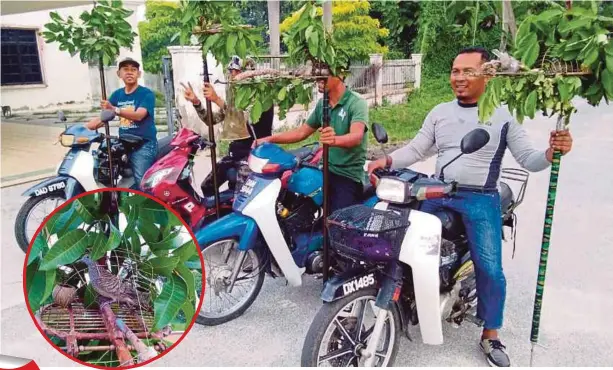  ??  ?? HAFEZUL dan rakan meronda sekeliling kampung mencari tempat meletakkan galah khas menangkap merbuk, tekukur. Gambar bulat, burung pemikat diletakkan di galah khas.