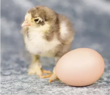  ??  ?? It may take 20 to 24 weeks of age before a chicken will be ready to lay eggs.