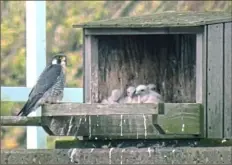  ?? Courtesy of Dave Brooke ?? Four young peregrine falcons at the nest under the Tarentum Bridge on Thursday.