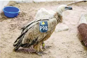  ??  ?? TEL AVIV: A vulture is seen after receiving treatment at a veterinary clinic in the Wildlife Hospital of Ramat Gan Zoo Safari near Tel Aviv, yesterday. — AFP