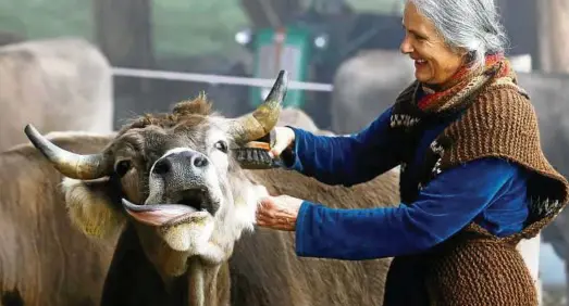  ?? Fotos: D. Balibouse/Reuters ?? Das geht auf keine Kuhhaut, so schön ist das: Claudia Capaul, Ehefrau von Horn-Kämpfer Armin Capaul, striegelt eine ihrer Kühe.