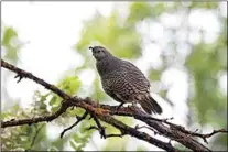  ?? COURTESY OF JESSICA MARTIN ?? A California Quail hen.