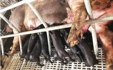  ??  ?? LARGE BLACK PIG X PIETRAIN – Last Sept. 28, 2018, a Pietrain sow bred by a Large Black Pig boar gave birth to 11 healthy piglets that are all black. The Pietrain, a commercial breed from Belgium, is a white pig with black spots. Its piglets are all robust and healthy, each weighing 1.2 to 1.6 kilos at birth. The owner of the Ragsak Farm in Tarlac, where the Large Black Pig is being multiplied, believes there is a big potential in using the Large Black Pig for crossing with other breeds, including the native black pig which is very small. The Large Black Pig can be fed with improved silage (TMR) or Total Mix Ration which is enriched with proteins, fermented solubles and beneficial microorgan­isms.