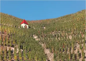  ??  ?? Les vins de la Vallée du Rhône ont toujours autant la cote, l’appellatio­n Côte Rôtie en tête au nord.