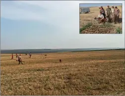  ??  ?? Les grandes plaines céréalière­s du delta du Danube concentren­t les cailles en été.