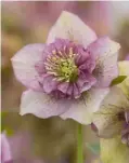  ??  ?? Hellebores need a large pot with room to grow