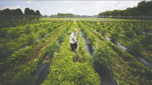  ?? COLE BURSTON/BLOOMBERG ?? Weedmd expects to harvest more than 25,000 kg of dried pot, more than half of its total production, from its outdoor operations this year in Strathroy, Ont.