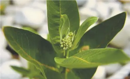  ?? Denver Post Photos by Joe Amon, The ?? Colorado showy milkweed is an important species to migrating monarch butterflie­s.