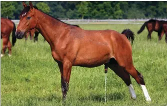  ??  ?? ALL CLEAR: If a horse is able to stretch normally, he is unlikely to develop scald—irritation and scabbing that can occur when urine splashes on the skin.