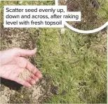  ??  ?? Scatter seed evenly up, down and across, after raking level with fresh topsoil