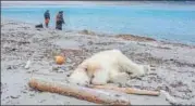  ?? AFP ?? ▪ The dead polar bear at Sjuøyane, north of Spitzberge­n, Norway.