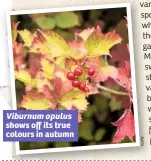  ??  ?? Viburnum opulus shows off its true colours in autumn