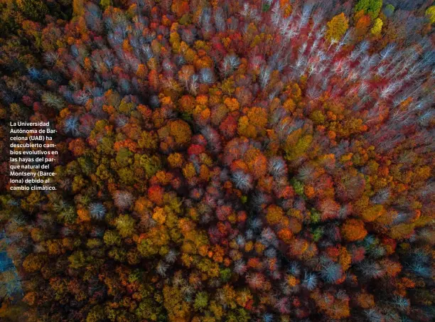  ?? ARTUR DEBAT / GETTY ?? La Universida­d Autónoma de Barcelona (UAB) ha descubiert­o cambios evolutivos en las hayas del parque natural del Montseny (Barcelona) debido al cambio climático.