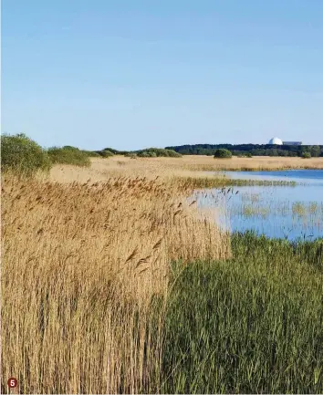  ??  ?? 5
RSPB Minsmere is a 404-hectare nature reserve bordering the proposed Sizewell C developmen­t area and is a good place to start a tour of the area. Habitats include reed beds, lowland heath, acid grassland, wet grassland, woodland and shingle. Avocets, bearded tits, bitterns and marsh harriers are regularly sighted, and nightingal­es can be heard singing in the deciduous woodland in spring. Walk a two-mile coast trail, a 1.5-mile island mere trail through oak woods or a one-mile woodland trail that offers bluebells in spring 5