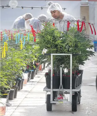  ?? DAN JANISSE ?? Workers transport marijuana plants in a cart at the Aphria greenhouse­s in Leamington.