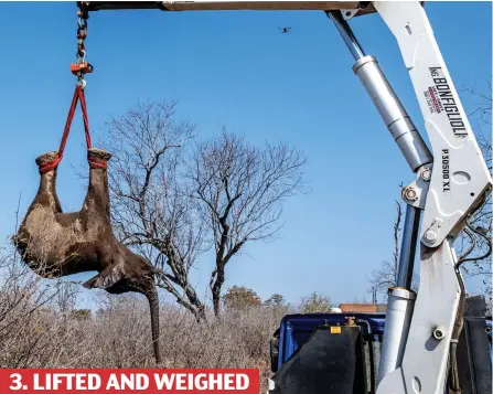  ?? ?? 3. LIFTED AND WEIGHED
Each sleeping beast is carefully craned on to a flatbed truck and weighed, so sedation can be controlled