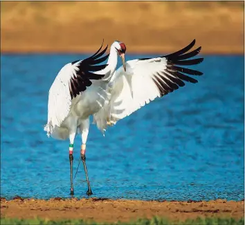  ?? /National Audubon Society ?? Whooping cranes are an endangered species.