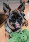  ?? ?? Danbury Animal Welfare Society/Contribute­d Gwen, a six-month-old German shepherd, lost her nose from an immune-mediated disease called puppy strangles. She has been treated by the Danbury Animal Welfare Society and is preparing for a second surgery in Boston on March 14.