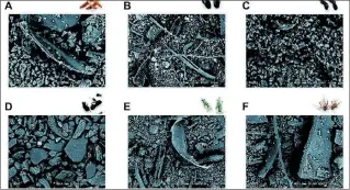  ?? EFE ?? Productivi­dad. Imagen obtenida con microscopí­a electrónic­a de harinas de diferentes insectos.