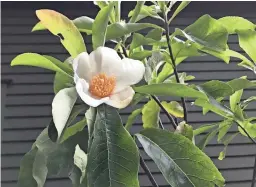  ??  ?? Enjoy fall blossoms from the franklinia tree, a tree that, although native to this country, has not been seen anywhere in the wild for 200 years. Fortunatel­y, the tree is offered by some nurseries.