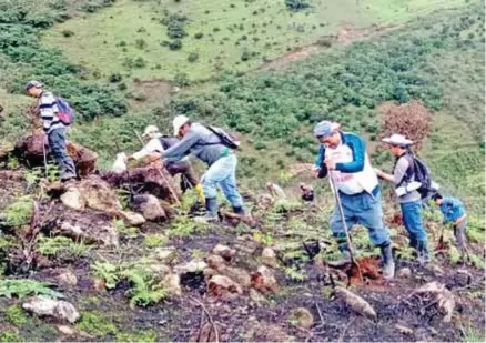  ??  ?? AMBIENTE. Iniciativa permite reforestar la zona del cantón Saraguro.