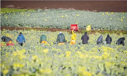  ?? Photo / Michael Craig ?? Essential food production workers in Pukekohe have been busy during the lockdown; now as many people as possible need to get safely back to work.