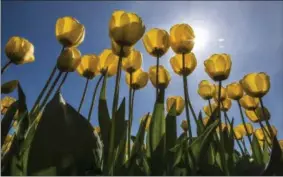  ??  ?? RIGHT: Yellow tulips glow in the morning light in the Skagit Valley.