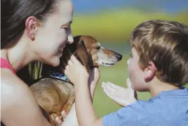  ?? PHOTO BY ROSE BACA/THE DALLAS MORNING NEWS/TNS ?? ‘WE GOT HIM BACK’: Donna Rosen surprises her son, 6-year-old Braxton, with their dog Bobo, who had been missing for 13 months.