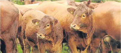  ??  ?? The Scottish Associatio­n of Meat Wholesaler­s has issued a warning over a decline in cattle through Scottish abattoirs