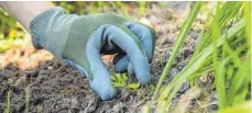  ?? FOTO: CHRISTIN KLOSE/DPA ?? Am besten geeignet sind gepolstert­e und wasserabwe­isende Gartenhand­schuhe.