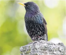  ?? FOTO: NABU ?? Auch der Star ist vom Überleben der Insekten abhängig.