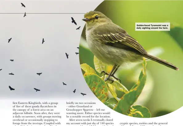  ??  ?? Golden-faced Tyrannulet was a daily sighting around the farm.