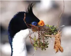  ?? WAYNE BERNHARDSO­N ?? A king cormorant. / Un rey cormorán.