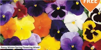  ??  ?? Pansy Winter/Spring Flowering Mixed