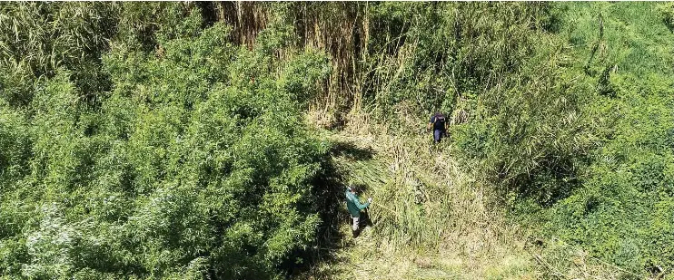‘Inaction’ led to weed spread - PressReader