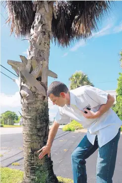  ?? ASSOCIATED PRESS ?? Brian Bahder, assistant professor of entomology at the University of Florida, points to a cabbage palm tree that died from a lethal bronzing disease in Davie, Florida.