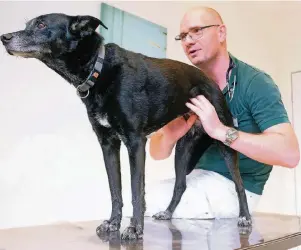  ?? FOTOS (3): OLAF STASCHIK ?? Dr. Peter Engelhardt bei der Untersuchu­ng eines Hundes. Der Experte kennt sich gut aus mit Magen- und Darmproble­men von Kleintiere­n und konnte vielen Lesern gute Ratschläge geben.
