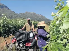  ?? Picture: Mark Wessels/Sunday Times ?? The Western Cape experience­d a drop in output in summer crop-growing regions due to the drought in 2017.