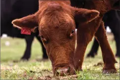  ?? HERALD FILE PHOTO ?? Cattle are seen grazing in a field east of the city in this file photo from 2020. This summer’s record-breaking heat is having a major impact for Alberta cattle producers.