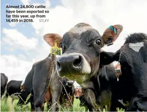  ?? STUFF ?? Almost 24,800 cattle have been exported so far this year, up from 14,459 in 2018.