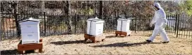  ?? COURTESY ?? A Wellstar team member takes part in an educationa­l beehive tour. Wellstar Health System has joined with Bee Downtown for an innovative program that will pair beehives with Wellstar Vinings Health Park in Smyrna.