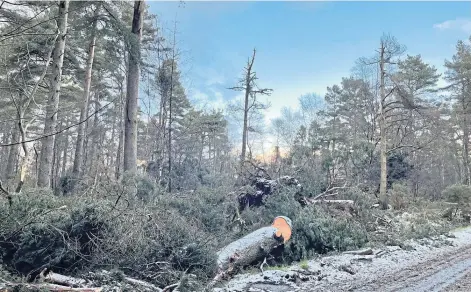  ?? ?? BLOWN AWAY: Damaged trees at Cullen Estate have to be cleared but the full extent of the damage is still unknown.