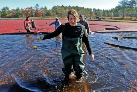  ?? MATT sTONE / HErAld sTAFF FilE ?? BOGGED DOWN: Maura Healey found the time to work a cranberry bog for the cameras in November and a kickball game in July, so she should have time enough to debate gubernator­ial rival Sonia Chang-Diaz, below, before the June Democratic convention.