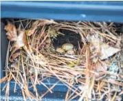  ?? Kathy Adams Clark ?? Carolina wrens build their messy cup-shaped nests in locations like tree cavities, brush piles, flower baskets, wreaths — even the bed of a pickup.