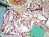  ??  ?? IKAN mati dipercayai akibat sungai yang tercemar.