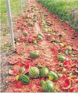  ?? D.A. ?? Imagen difundida en redes sociales con las sandías por los suelos.