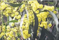  ??  ?? Golden wattle was officially declared Australia’s national flower in 1988.