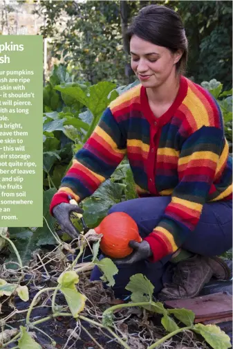  ?? ?? Harvest your pumpkins and squashes once ripe to eat now or store for later