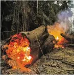  ??  ?? In Brasiliens Amazonasre­genwald wüten die schwersten Brände seit Jahren. Es brennt aber auch in den Nachbarlän­dern.